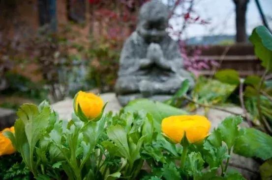 无锡拈花湾住宿禅意村舍,无锡拈花湾禅意植物
