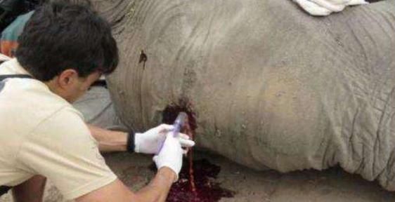 为什么大象不停撞树,一只大象从山上往下撞到了树上