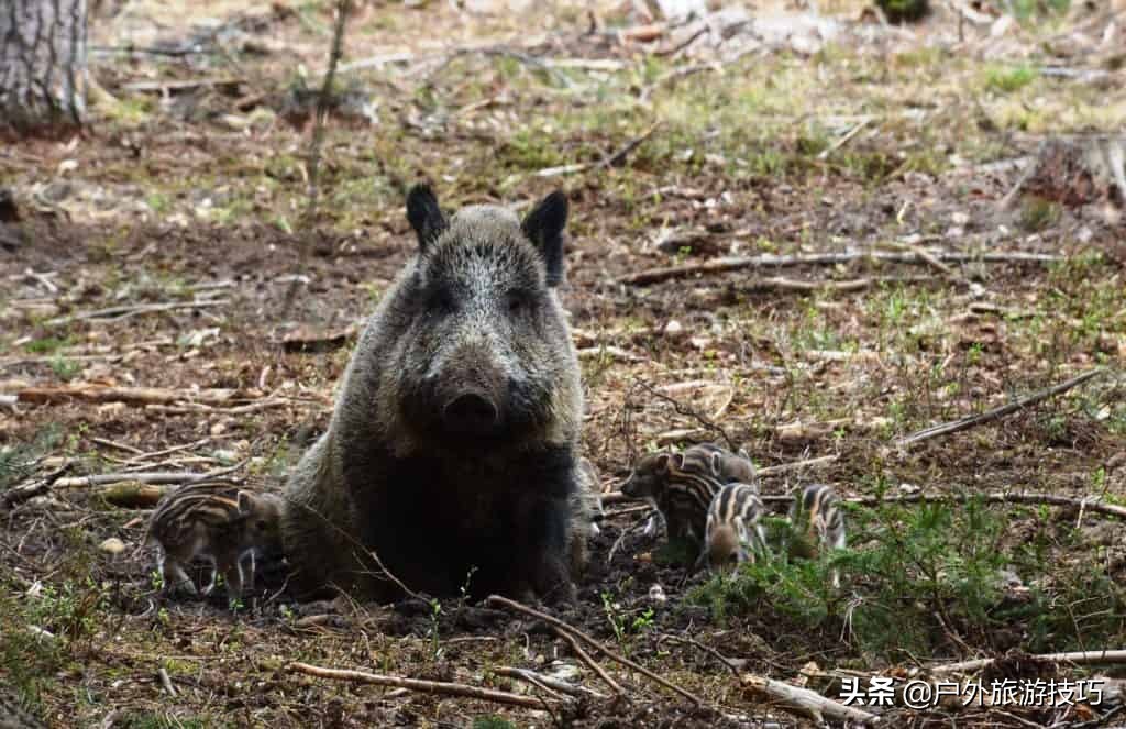鍥藉鐙╃寧閲庣尓,缇庡浗鎹曠寧閲庣尓