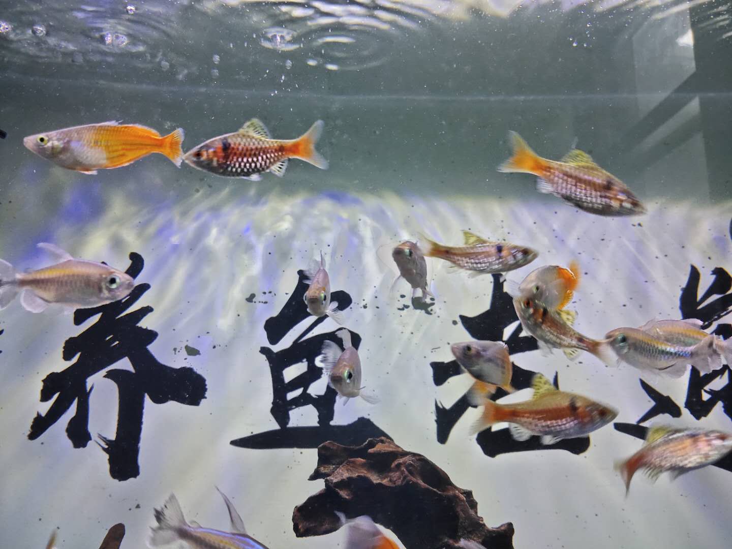 观赏鱼推荐高颜值,观赏鱼推荐小型好看