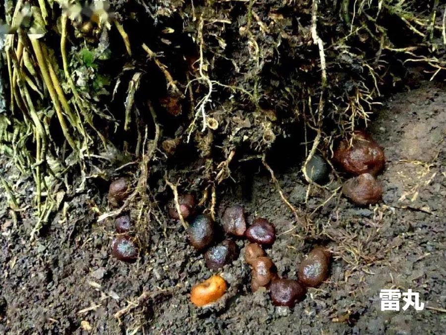 雷丸中药,每天学习一味中药龙胆