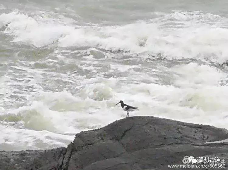 鹿西岛白龙屿旅游攻略,鹿西岛白龙屿日出