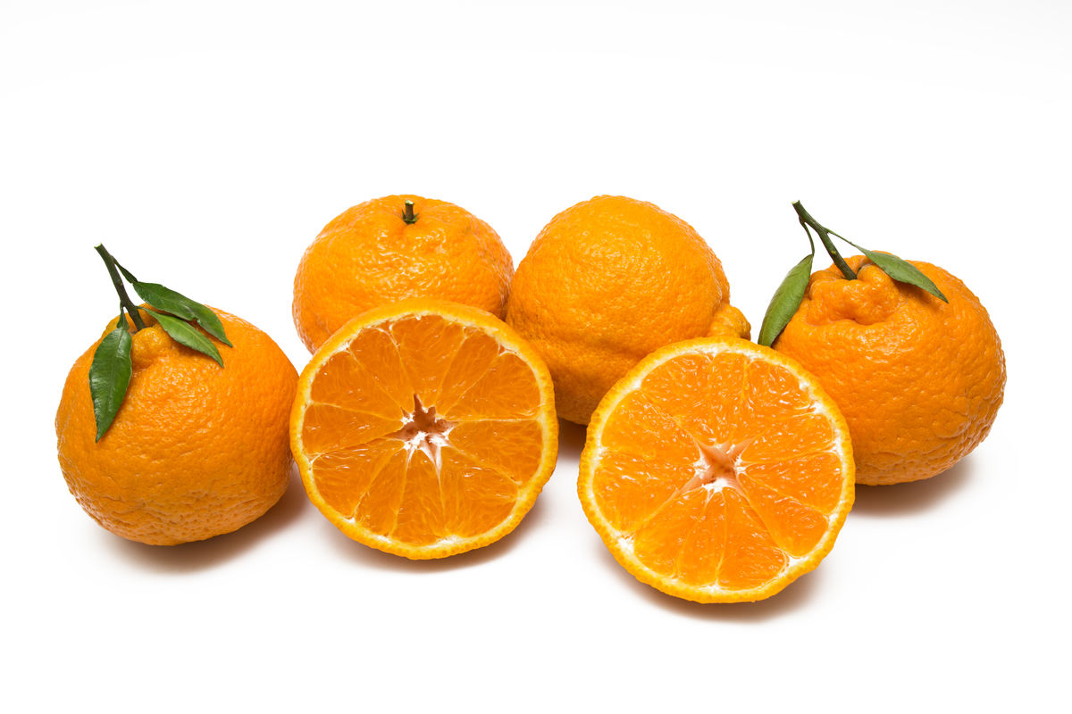 沃柑广西正宗超甜大鼻子丑橘,又黑又丑的柑橘