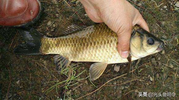 钓了几条鱼就不开口了,现在钓新鱼为什么不能打窝