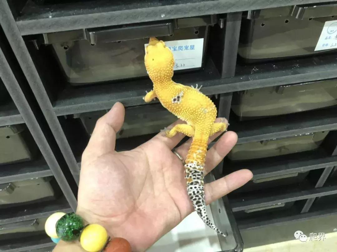 伦敦的爬宠店,隐藏在小区深处的店铺