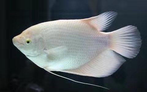 新手养斗鱼推荐品种有哪些,斗鱼科属