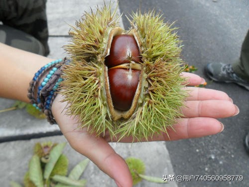 板栗栽培的气候条件是什么,板栗一般是怎么种植的