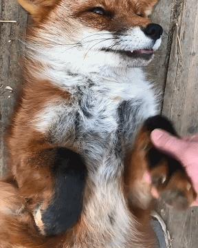 俄罗斯小哥救了兔狲,俄罗斯小哥救了只兔狲