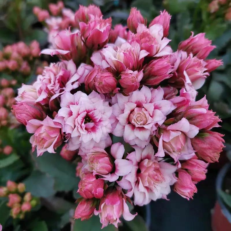 长寿花单瓣品种大全,长寿花100种颜色图片