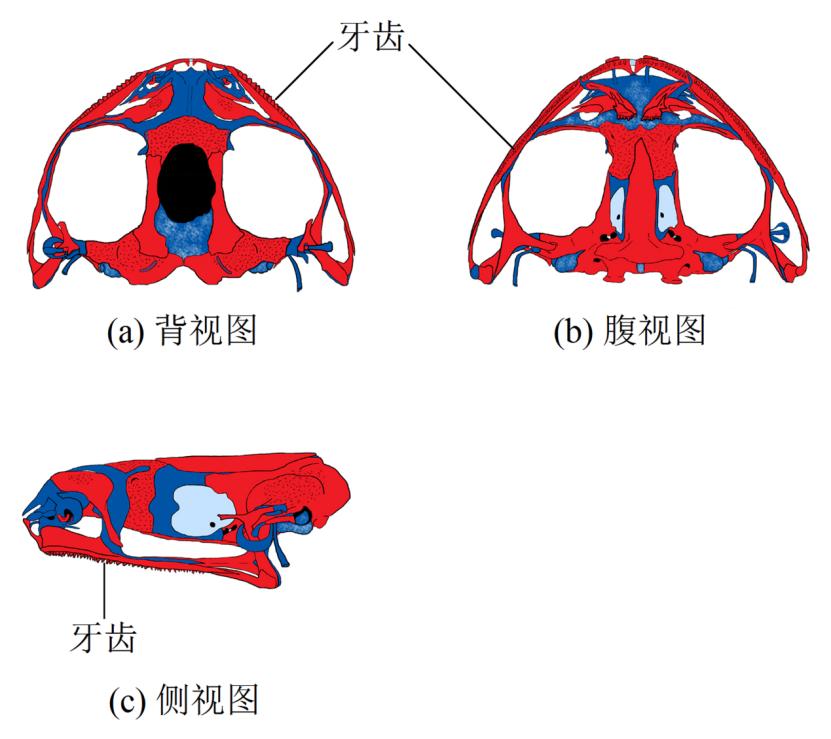 青蛙辨别颜色小视频,青蛙鉴定