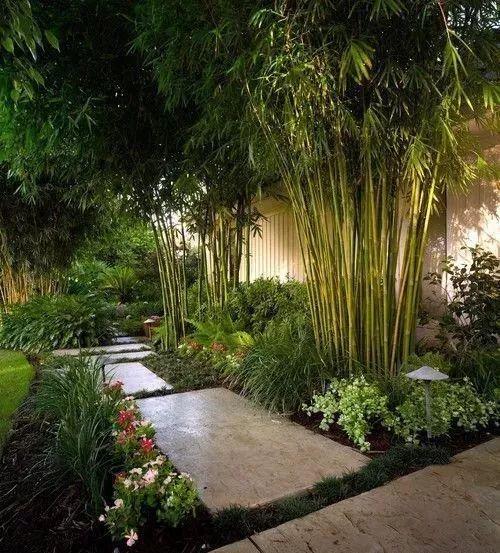竹子种植前景,竹子种植庭院