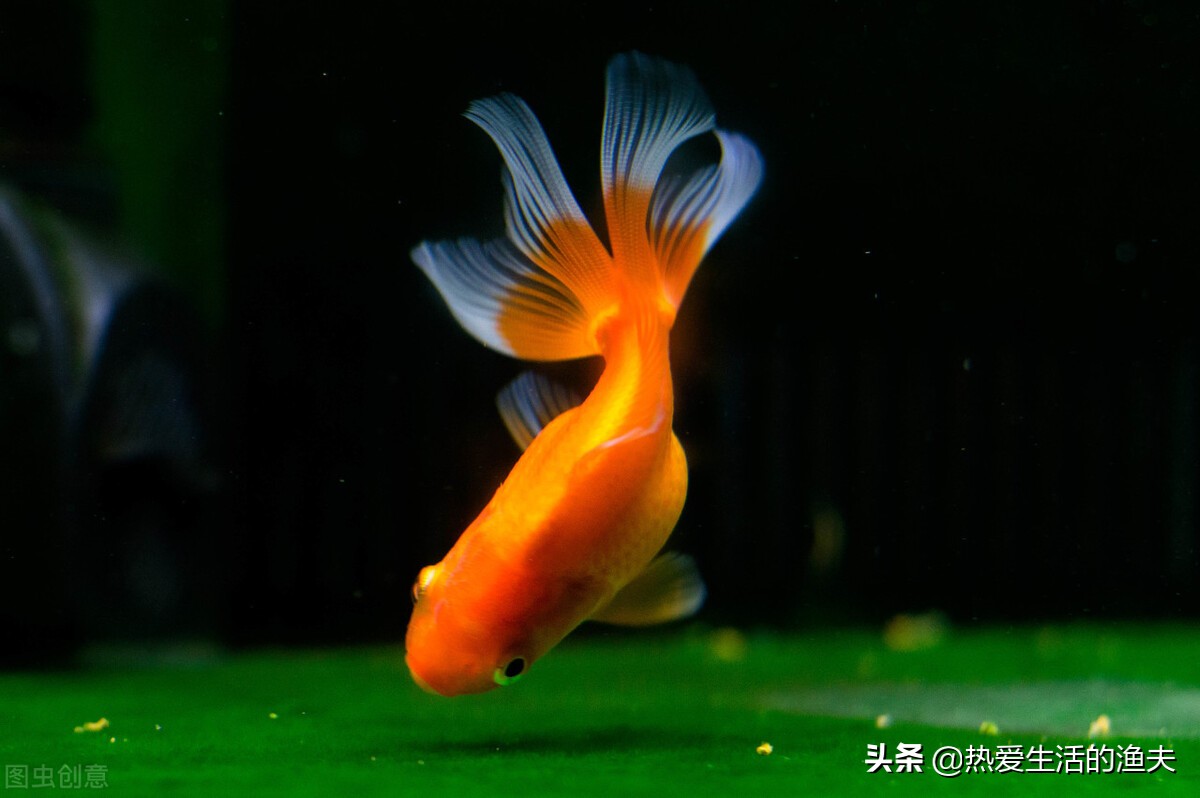 金鱼拉的细长的白线怎么办,金鱼拉得太多怎么办