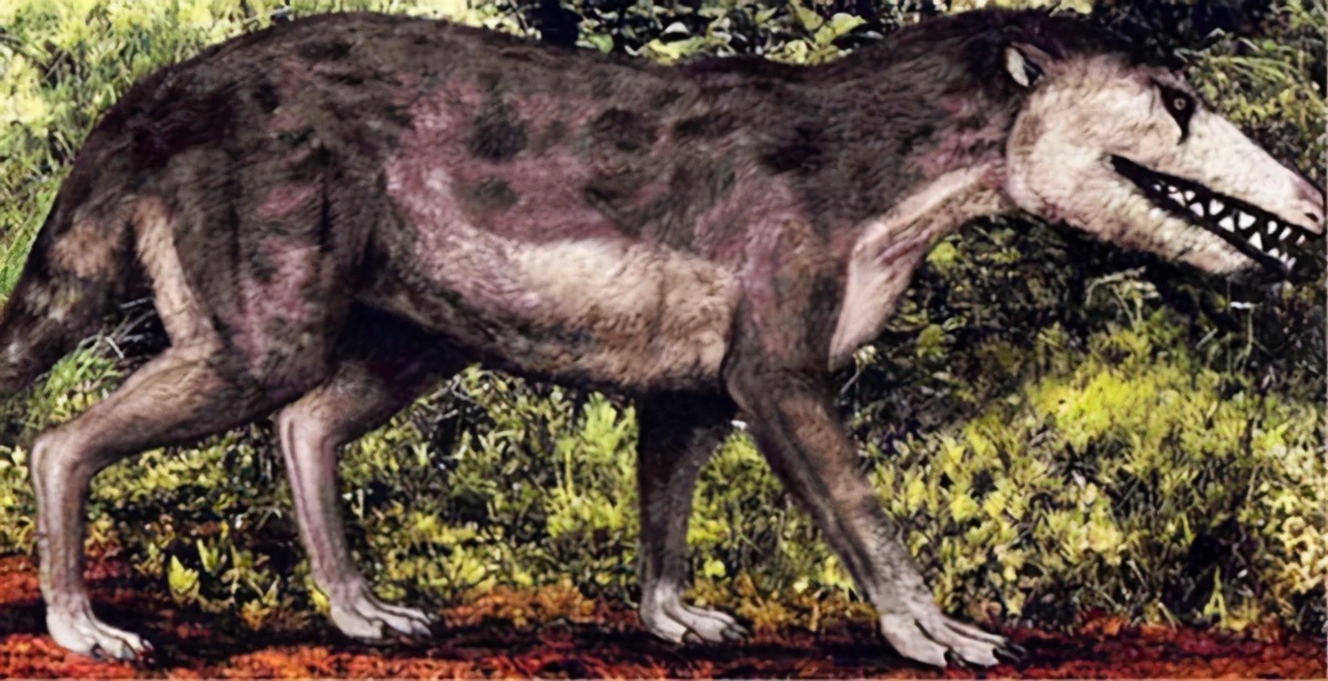 鲸不是鱼为何还被称为鲸鱼,鲸从陆地到海的进化史