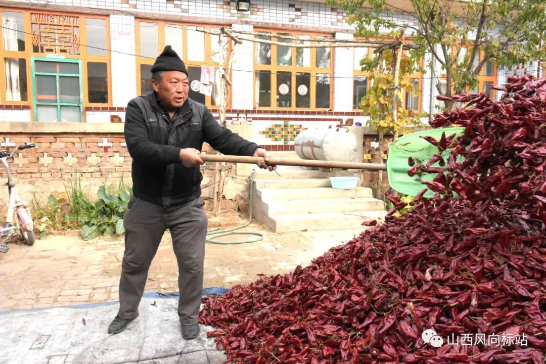 忻州曹张高村辣椒,山西忻州辣椒迎丰收椒农笑开颜