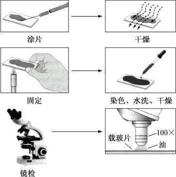 细菌的形态学观察实验原理,细菌的形态结构实验报告