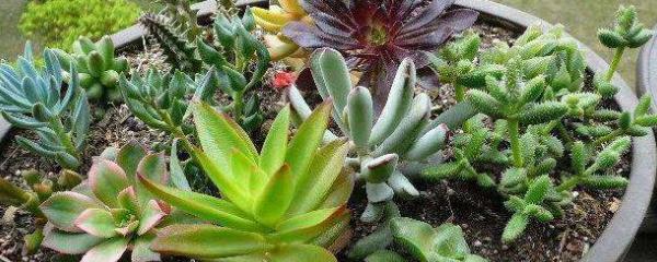 盆景多肉里有白色虫子,多肉燕子掌长白色虫子