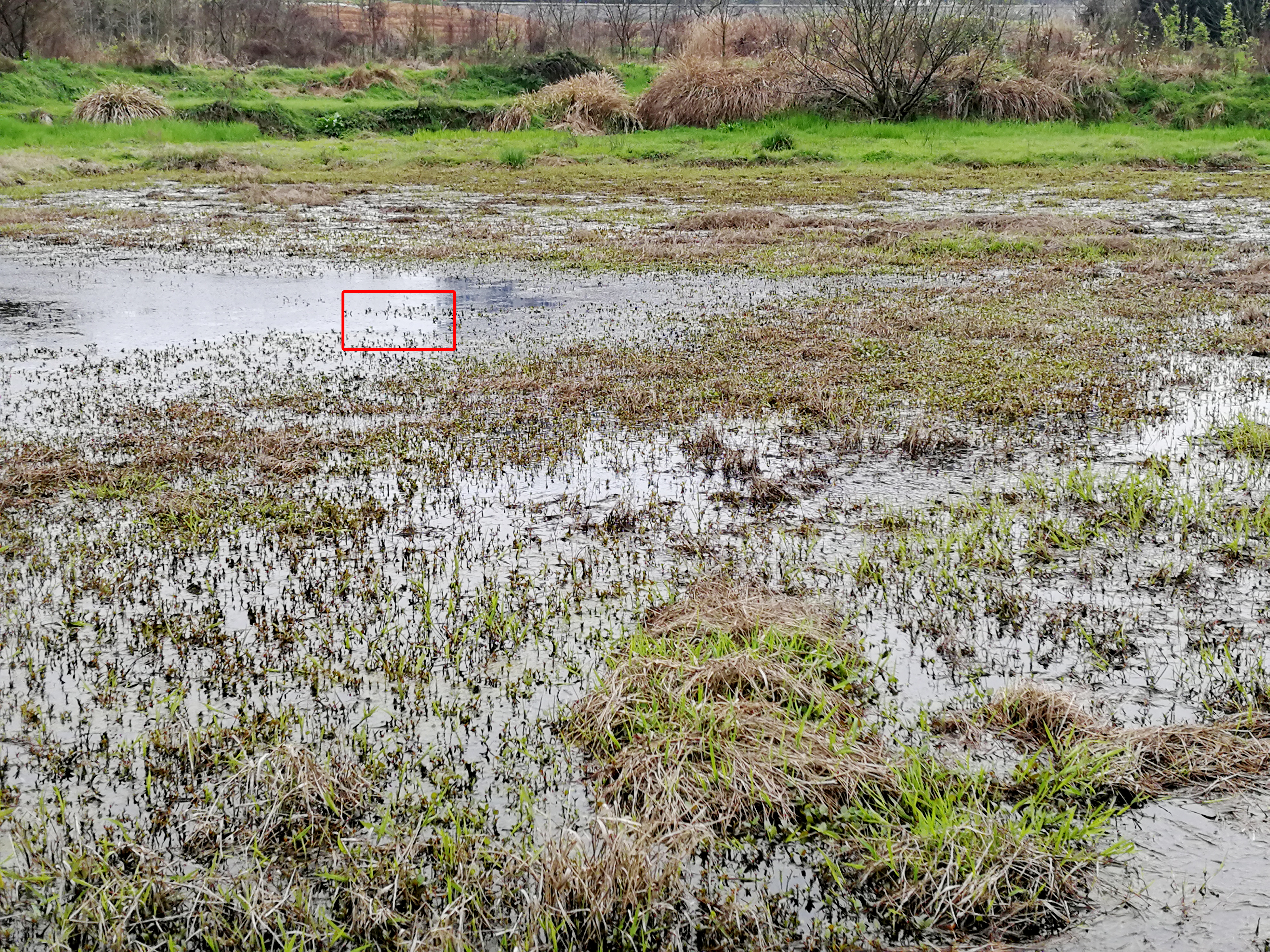 怎样钓黑鱼最好方法,黑鱼垂钓技巧