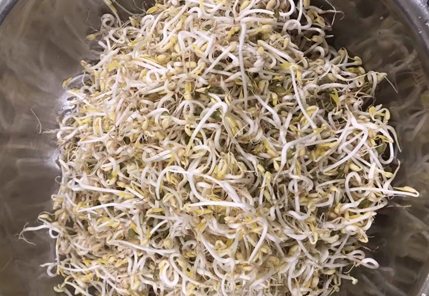 零添加豆芽种植方法,想吃豆芽在家发