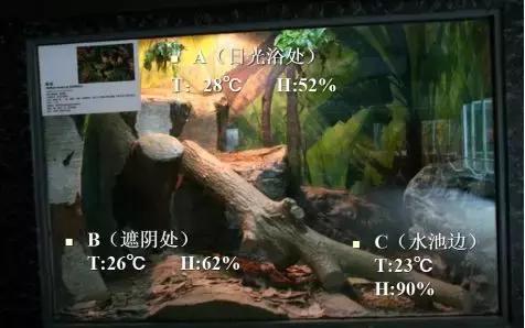 如何让观赏蛇类在人工环境下住得幸福