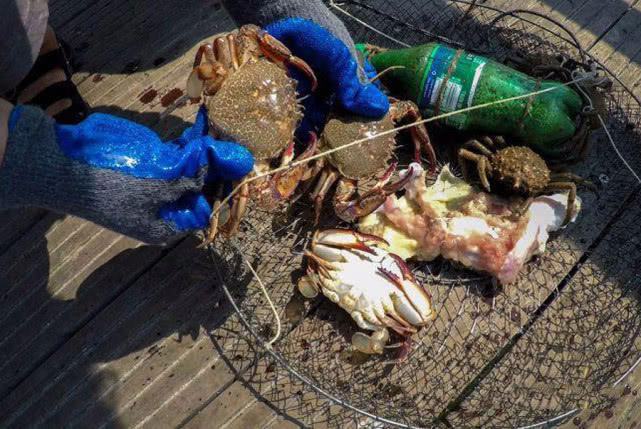 钓螃蟹技巧视频教程,钓螃蟹的绝招视频教程