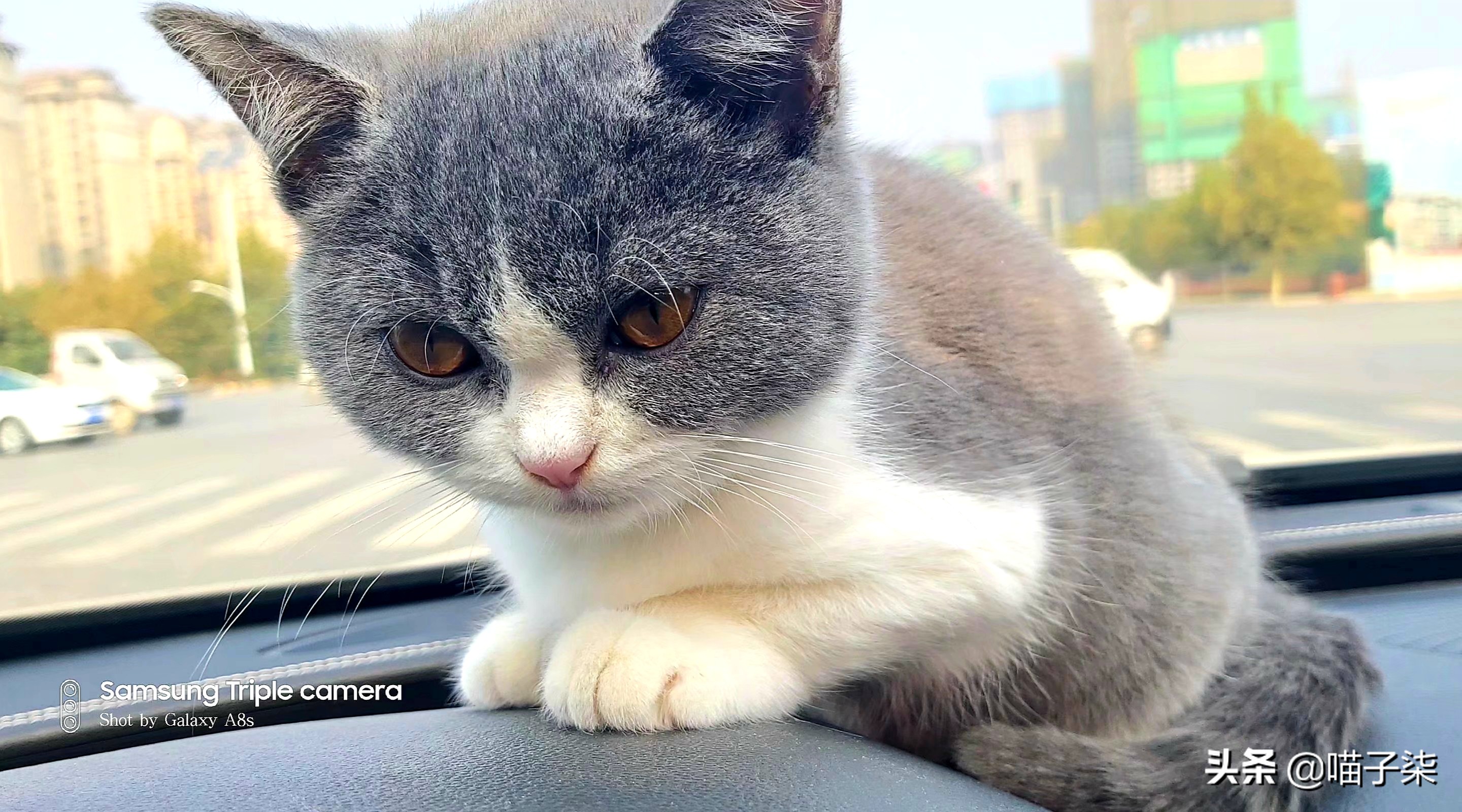 千万别在办公室养猫整天喵喵,别在宿舍养猫