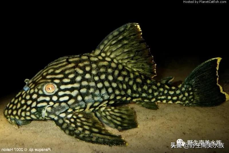 每天认识一种南美鱼,每天认识一种鱼类