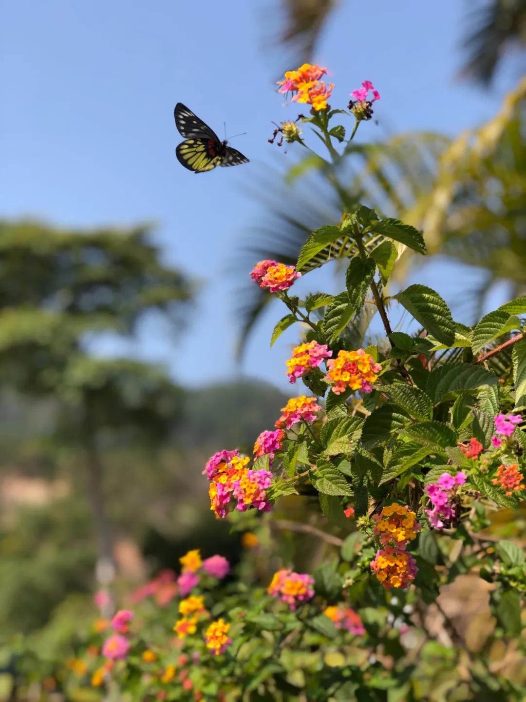 中山风景打卡点,广州秋游野餐好去处