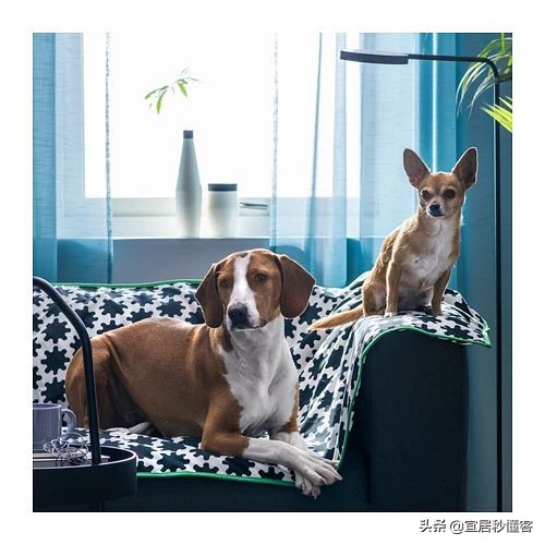 宜家最好用的宠物,宜家中可以给宠物购买的物品