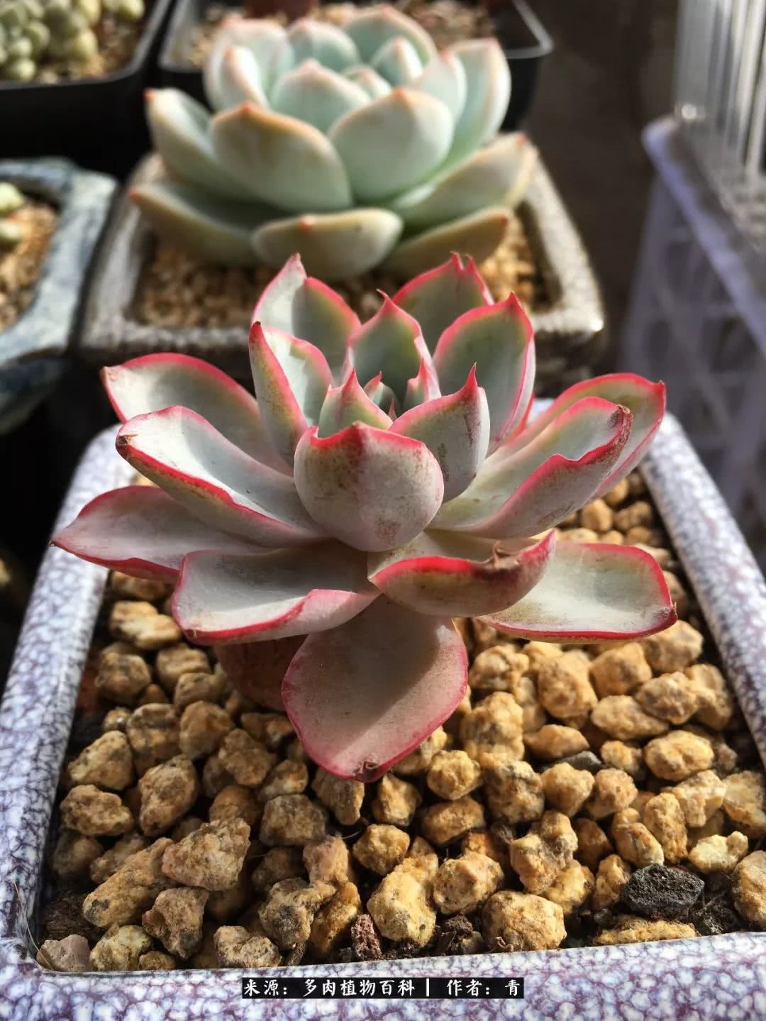 入坑多肉无法自拔,沉迷多肉无法自拔