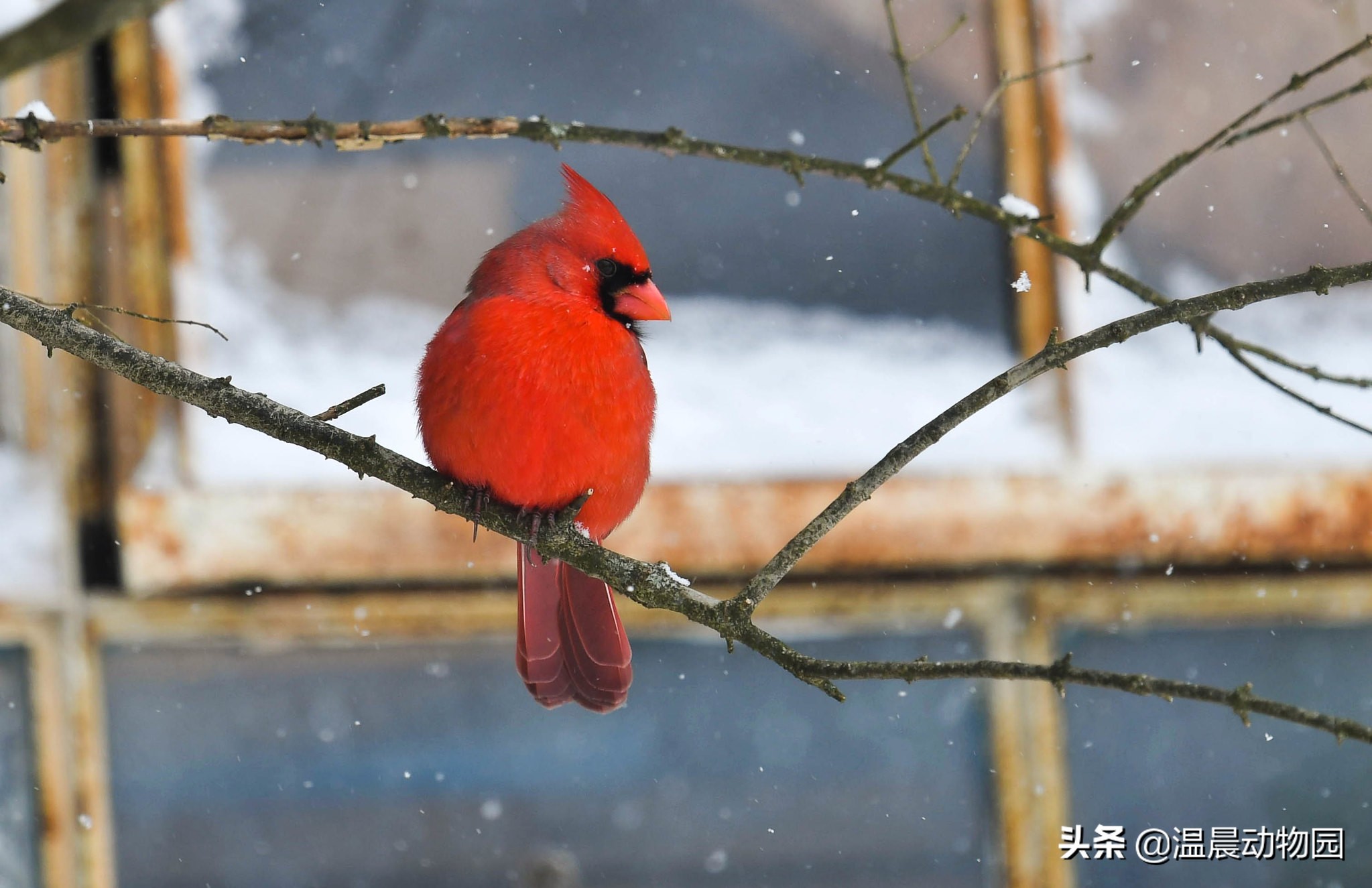 辟谣:鸟界的“肥宅”都是雀形目的?不一定,猛禽中也有胖萌肥啾