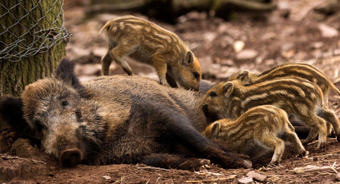 生态平衡重建的阵痛，不请自来的二师兄