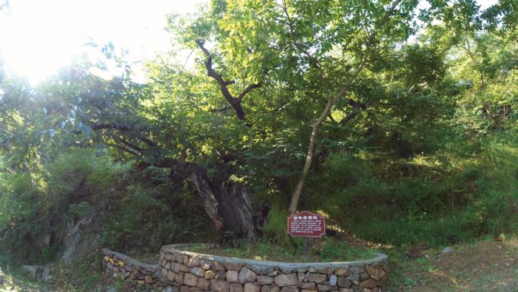 济南申请加入“大乱斗”！@理塘丁真，你的珍珠……泉在这里！