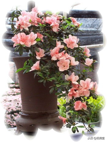 丛林式盆景欣赏,盆景欣赏及制作