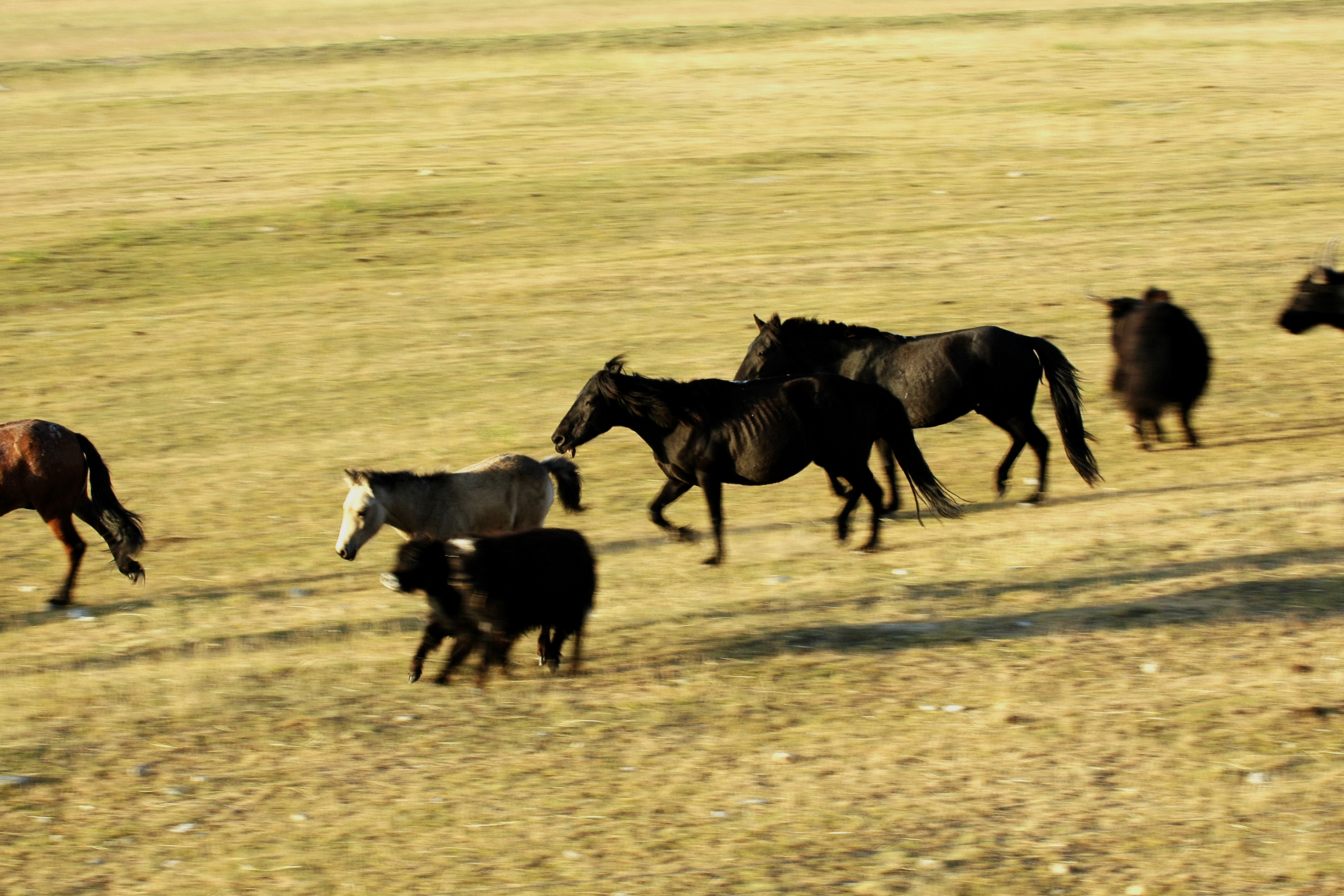 在青海湖畔想起海子和梭罗