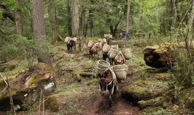 去兰坪旅游值得逛的地方,去了一次就喜欢的城市