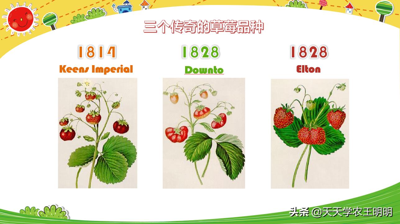 什么品种的草莓最好养也最好吃,草莓哪个品种比较好吃