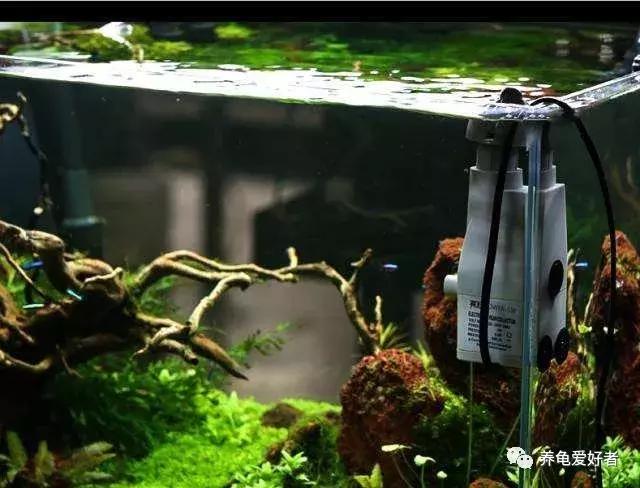 diy龟缸除油膜,生态龟缸里的油膜怎么去除