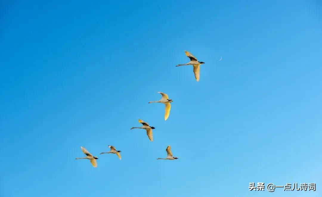 十大经典诗词开头和结尾大全,适合摘抄的神仙惊艳句子开头结尾