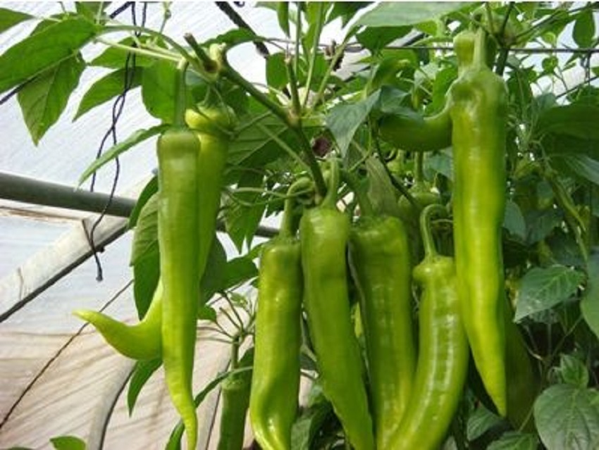 夏季大棚辣椒种植的方法与技术,温室辣椒高产高效施肥技术