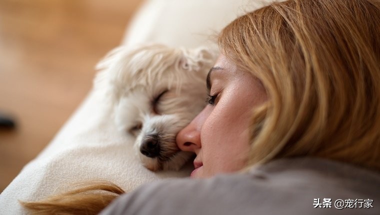 狗狗不同的睡姿代表了什么,狗狗的每种睡姿代表着什么