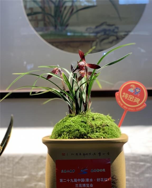 贵州桐梓县春兰,桐梓县产出的最美的兰花