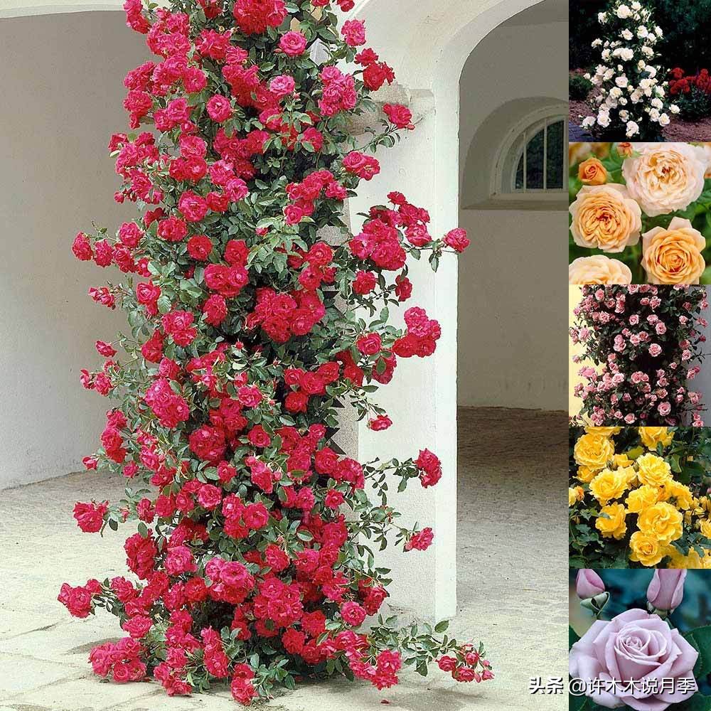 最好种植的藤本月季，种下一颗小苗，收获一片花海