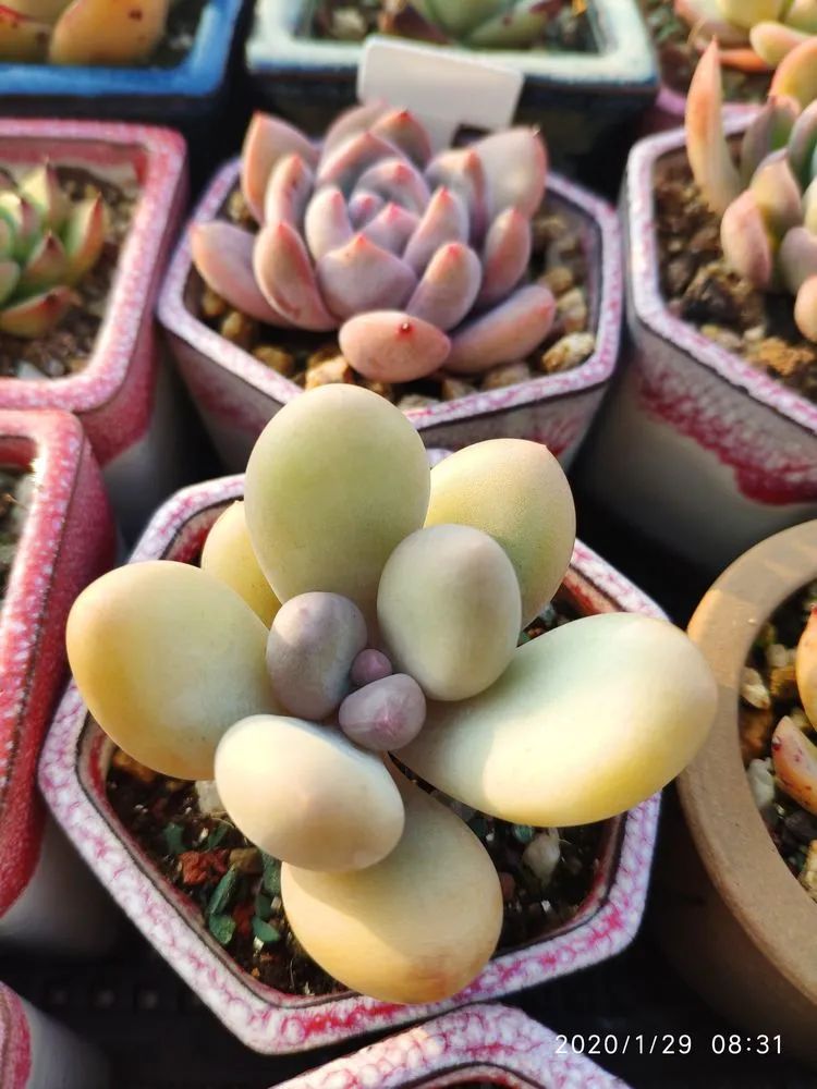 多肉不适合新手养,多肉入坑到什么程度好