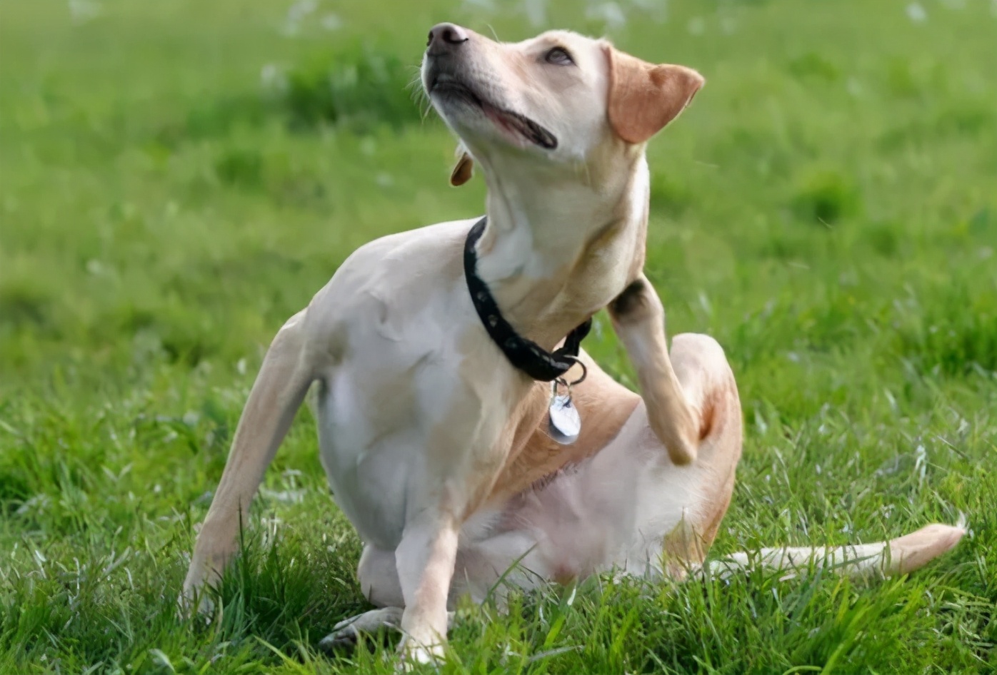 狗狗吃鸡肝的危害有哪些症状,狗狗经常吃鸡肝有什么危害