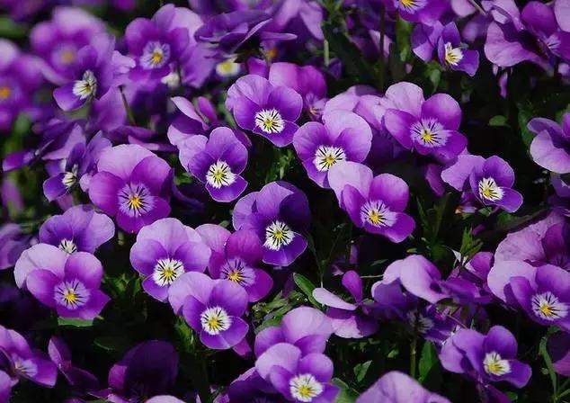 三色堇鬼脸花,三色堇为什么叫鬼脸花