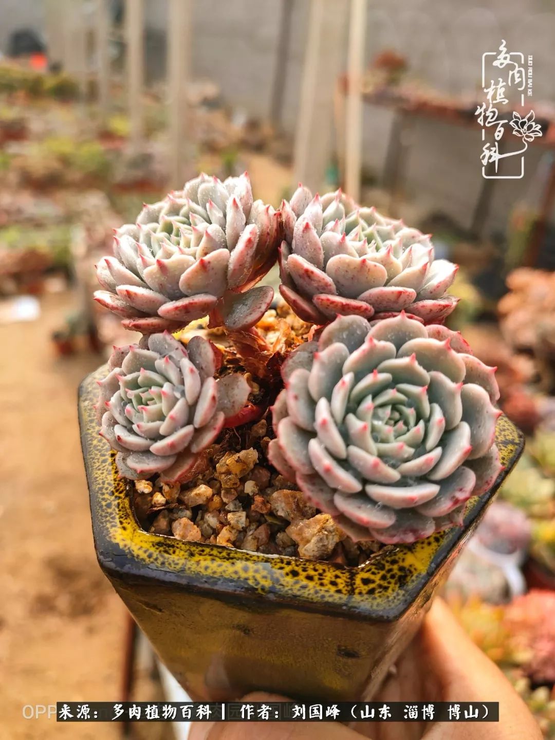 冬季室温20度以上多肉怎么养,贵的不一定就是好的便宜的