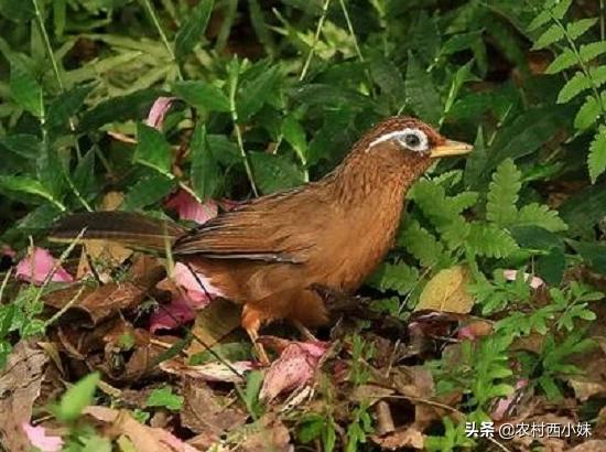 画眉鸟死活不叫怎么办,画眉鸟老是不开口唱