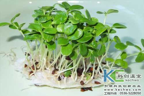 无土培育香椿芽苗怎么样,无土栽培香椿芽苗菜用什么品种