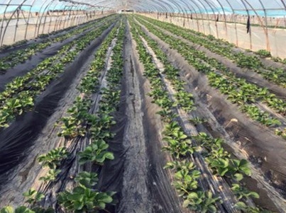 草莓种子在几月份播种,如何播种草莓种子