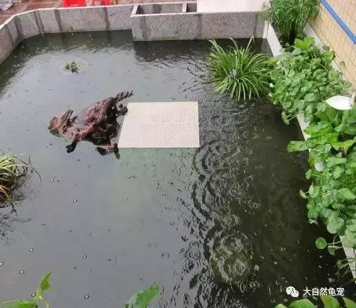 想养龟有什么讲究,想养陆龟你需要注意的十件事